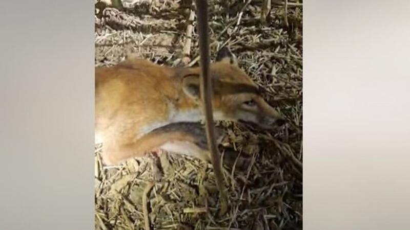 Félig róka, félig sakál? Vajon létezhet egy ilyen különös lény? Merüljünk el a kérdés világában, és nézzük meg, mit mondanak a tudomány és a mitológia! Képzeld el, hogy egy olyan állat létezik, amely a róka kíváncsiságával és a sakál intelligenciájával re