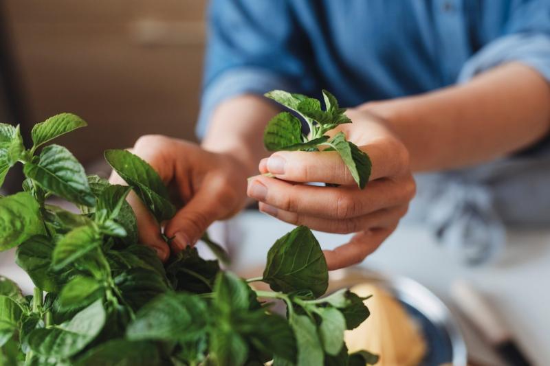 Ez a növény különleges aromája képes mérsékelni az étvágyat – és ezt tudományos kutatások is megerősítik.