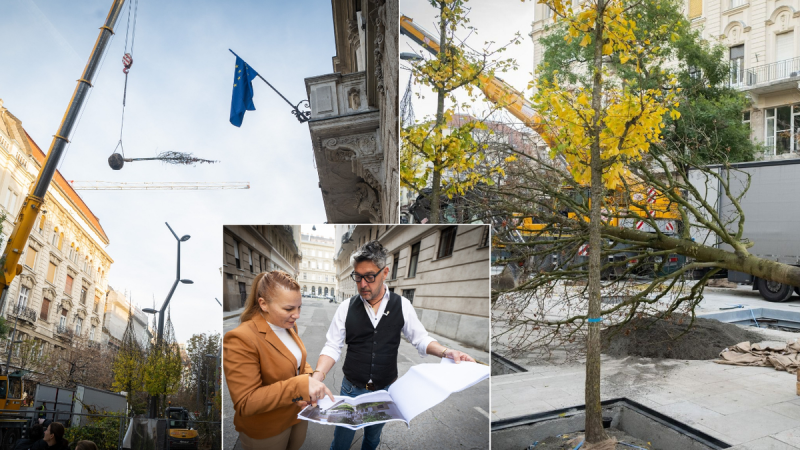 Újabb fontos lépést tettünk a zöldítés irányába: az Egyetem térre 21 friss fát ültettek, köztük van olyan is, amely már most eléri a 10 méteres magasságot! - Metropol