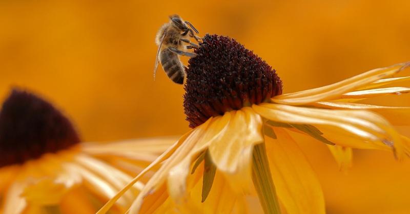 Biodiverzitás Világnapja: 42 milliárd forint a természet védelmére

A Biodiverzitás Világnapja alkalmából bejelentett 42 milliárd forintos támogatás kiemelkedő lépés a természetvédelem terén. Ez az összeg lehetőséget teremt arra, hogy hatékonyan megóvjuk 