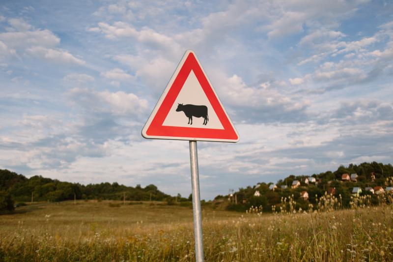 Száj- és körömfájás: Kárpótlásban részesülnek azok a gazdák, akik kénytelenek voltak leölni szarvasmarháikat.