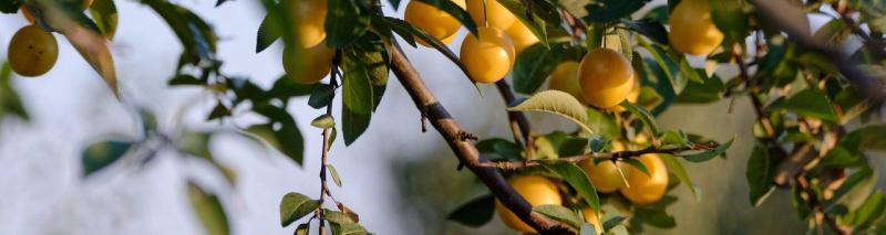 A sárga szilvák elbűvölő uralkodója: a mirabelle titka
