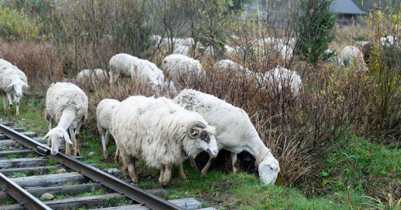 Sínek közé került a birka, most a bíróság elé áll a felelőtlen gazda.