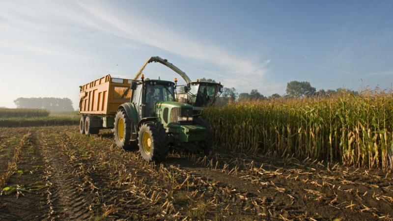 A hazai gazdák számításai nem váltak valóra: milyen kilátások várnak ránk jövőre a kukoricatermesztés terén? - Agrárszektor